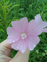 Malva moschata