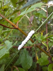 Macremphytus tarsatus