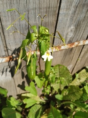 Impatiens parviflora
