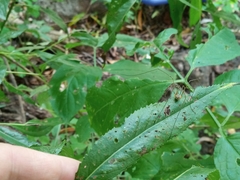 Phalangium opilio