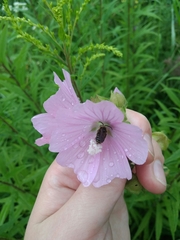 Malva moschata
