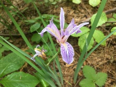 Iris