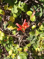 Tecomaria capensis