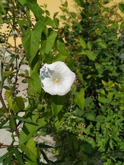 Calystegia sepium