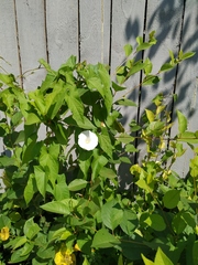 Calystegia sepium