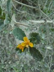 Narvalina domingensis