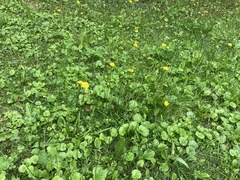 Scorzoneroides autumnalis