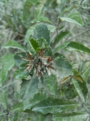 Narvalina domingensis