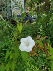 Calystegia sepium