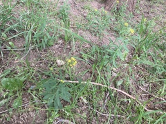 Erysimum cheiranthoides