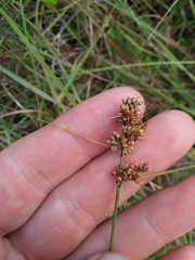 Rhynchospora plumosa