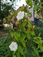Calystegia sepium