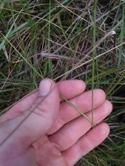 Rhynchospora plumosa