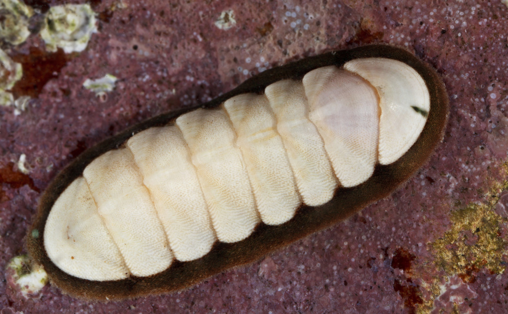 Dwarf Chiton