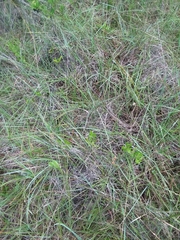 Rhynchospora plumosa