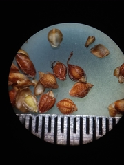 Rhynchospora plumosa