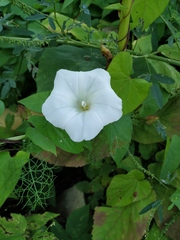 Calystegia sepium