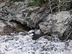 Onychoprion anaethetus