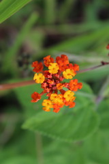 Lantana tiliaefolia