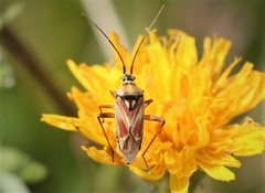 Calocoris roseomaculatus roseomaculatus