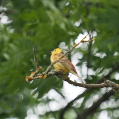 Emberiza citrinella