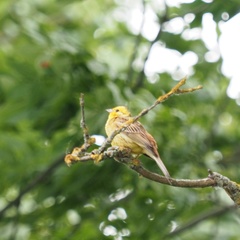 Emberiza citrinella
