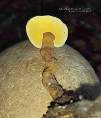 Cristataspora flavipora