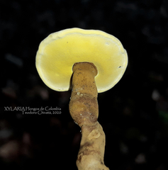 Cristataspora flavipora