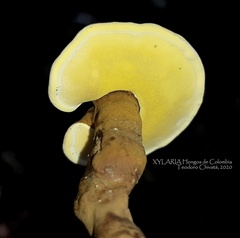 Cristataspora flavipora