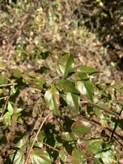 Cephalanthus natalensis
