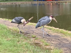 Leptoptilos crumenifer