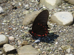 Mimoides phaon phaon