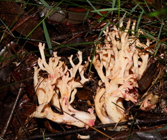 Ramaria botrytoides
