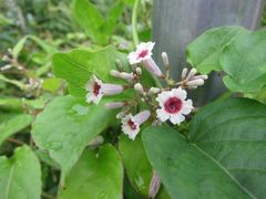 Paederia foetida