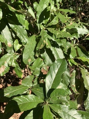 Brachylaena transvaalensis