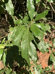 Brachylaena transvaalensis