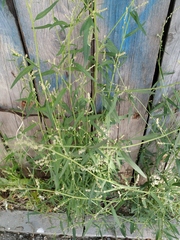 Atriplex patula