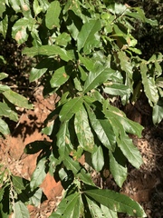 Brachylaena transvaalensis