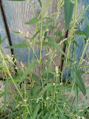 Atriplex patula
