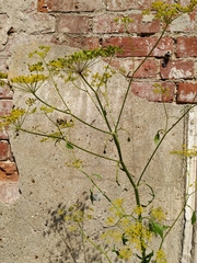 Pastinaca sativa