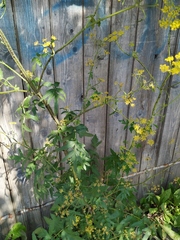 Pastinaca sativa