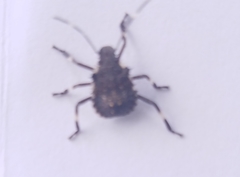 Halyomorpha halys