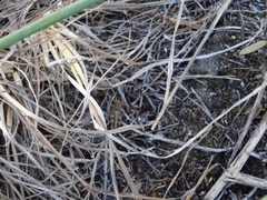 Dociostaurus jagoi occidentalis