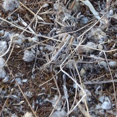 Dociostaurus jagoi occidentalis