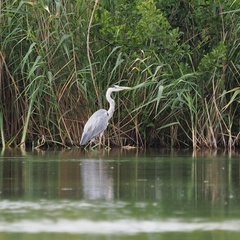 Ardea cinerea