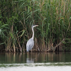Ardea cinerea