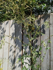 Lactuca serriola
