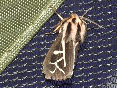 Apantesis williamsii