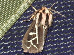 Apantesis williamsii