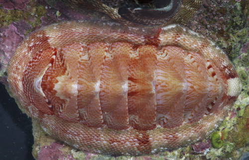 tulip chiton